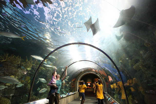 The kids can get up close and personal with stingrays, penguins and otters at the Audubon Aquarium of the Americas in the French Quarter. (Photo courtesy Louisiana Travel on Flickr)