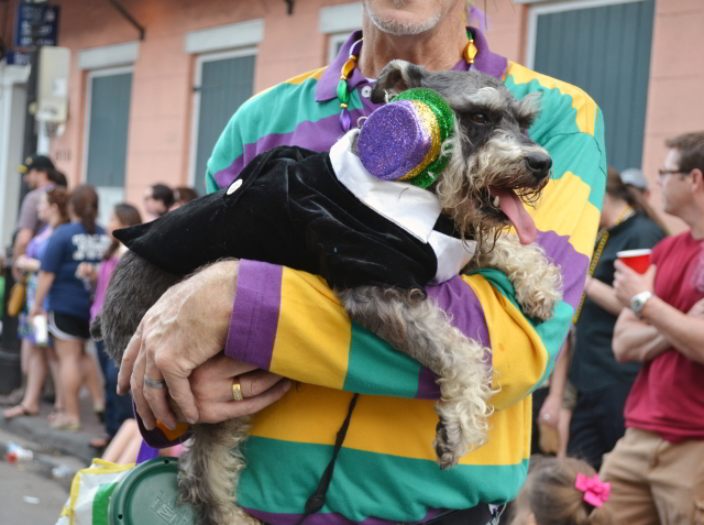 The Krewe of Barkus hosts a French Quarter Mardi Gras parade on Sunday, February 19, 2017 featuring four-legged friends. (Photo courtesy Flickr user Melanie Innis)